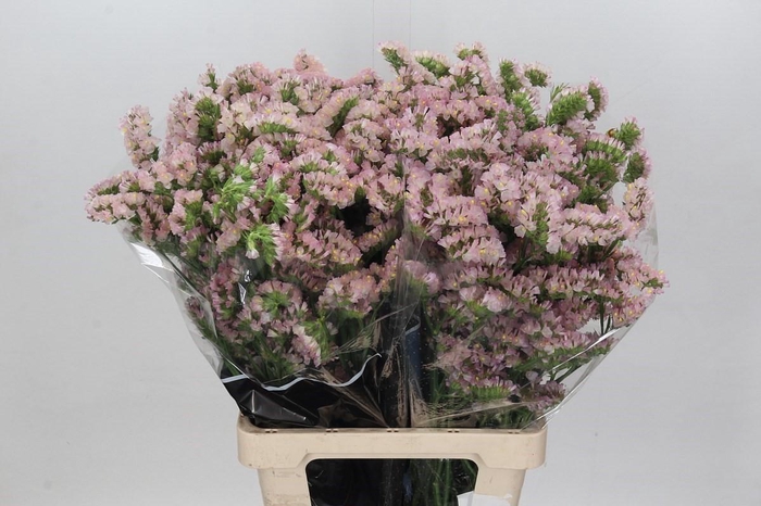 <h4>Lim Statice Apricot</h4>