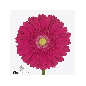 Gerbera diamond riley