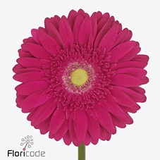 <h4>Gerbera diamond riley</h4>