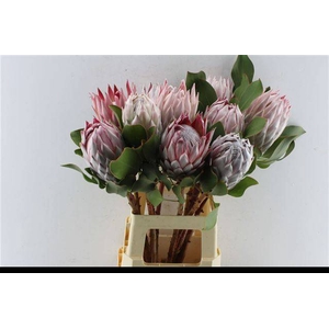 PROTEA CYNAROIDES