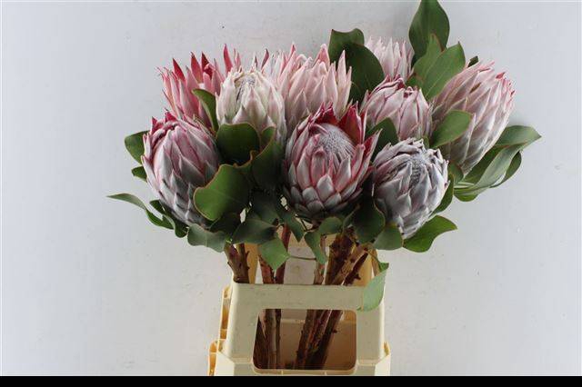 <h4>PROTEA CYNAROIDES</h4>