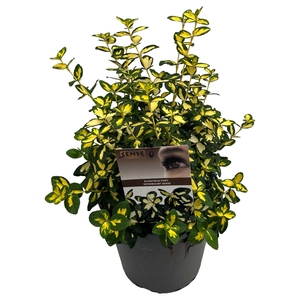 Euonymus fort. 'Interbolwi' sense