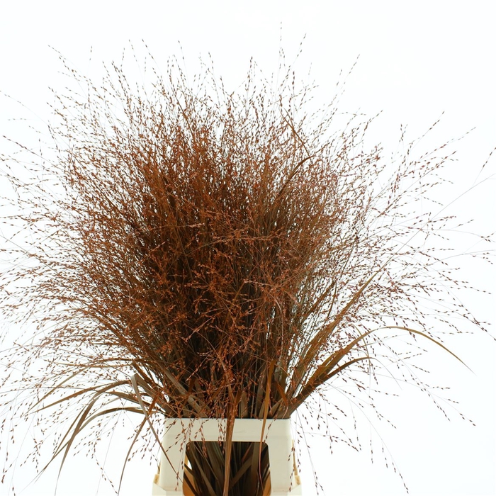 <h4>Siergras Klb Oranje</h4>
