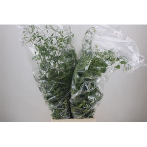 Jasmijn Ranken P Bunch