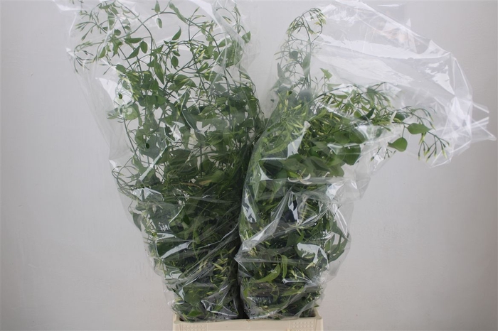 <h4>Jasmijn Ranken P Bunch</h4>