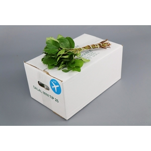 Salal  Mini Tips AIR