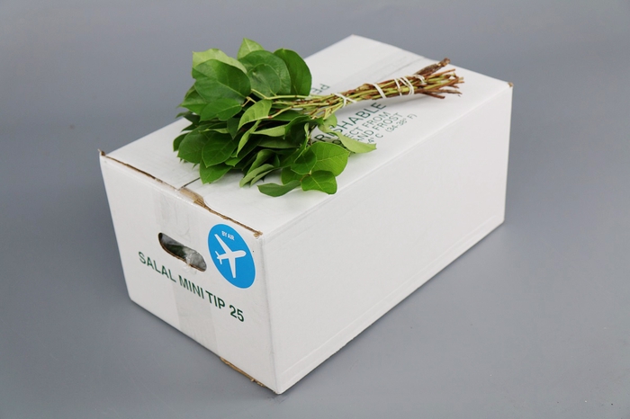 <h4>Salal  Mini Tips AIR</h4>