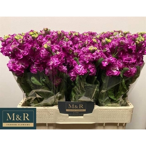MATTH STOX DEEP ROSE