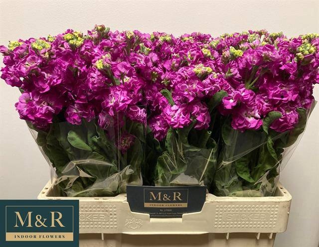 <h4>MATTH STOX DEEP ROSE</h4>
