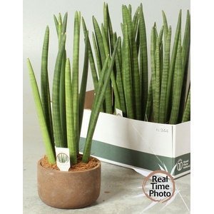 SANSEV CYLINDRICA OV