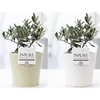 Olea Europaea in P&PURE Juliette ceramics ass. 2
