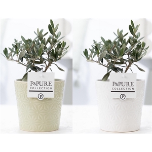 Olea Europaea in P&PURE Juliette ceramics ass. 2