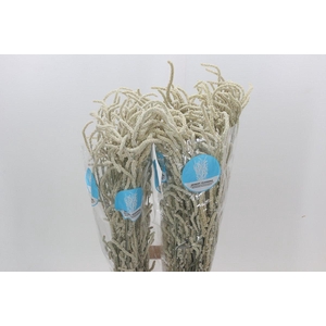 Amaranthus Yearming Desert