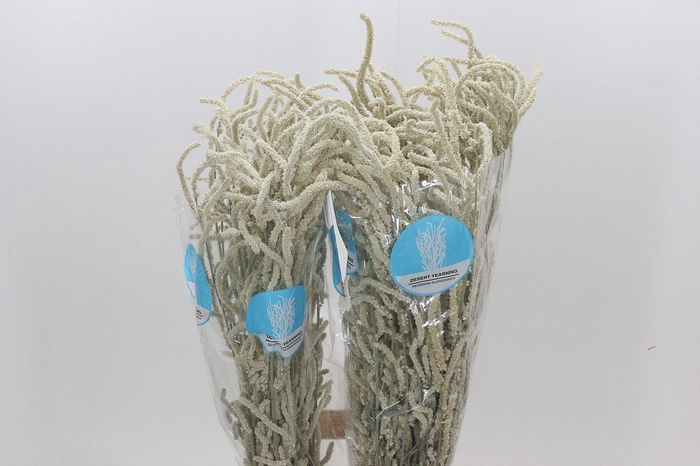<h4>Amaranthus Yearming Desert</h4>