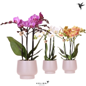 Kolibri Orchids Phalaenopsis mix 3 spike in Scandic pot taupe