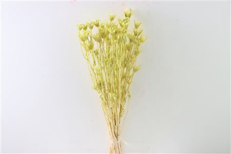 <h4>Dried Nigella Orientalis Bl Mint Green Bunch</h4>