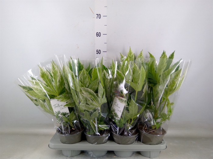 <h4>Fatsia japonica 'Variegata'</h4>