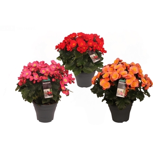 Begonia BELOVE 19cm mix