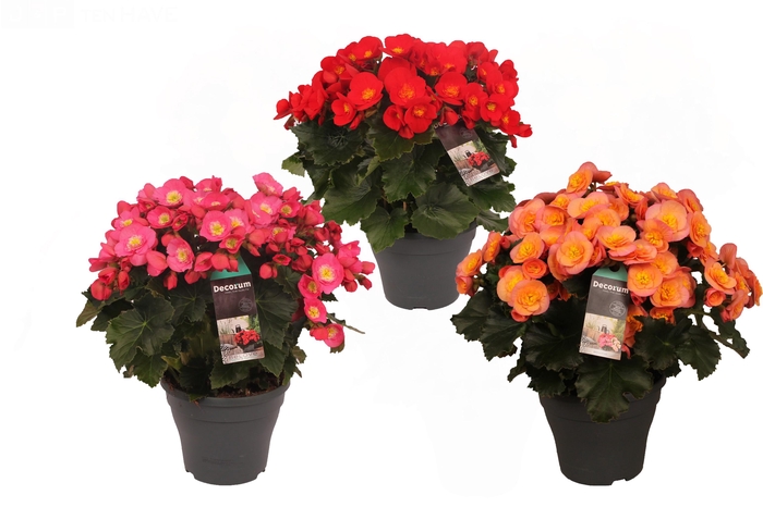 <h4>Begonia BELOVE 19cm mix</h4>