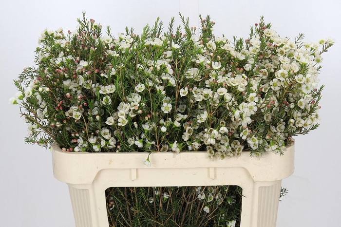 <h4>Chamelaucium Gil</h4>