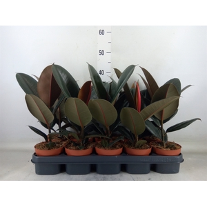 Ficus elastica 'Abidjan'