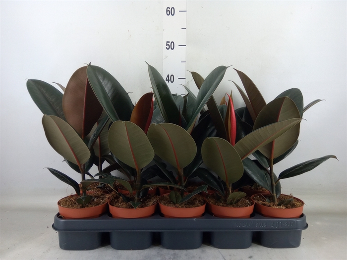 <h4>Ficus elastica 'Abidjan'</h4>