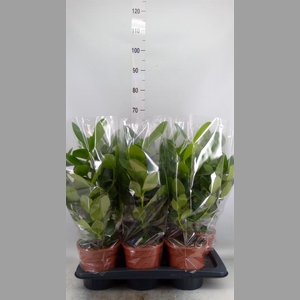 Clusia rosea 'Princess'