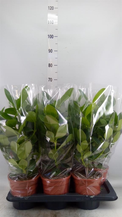 <h4>Clusia rosea 'Princess'</h4>