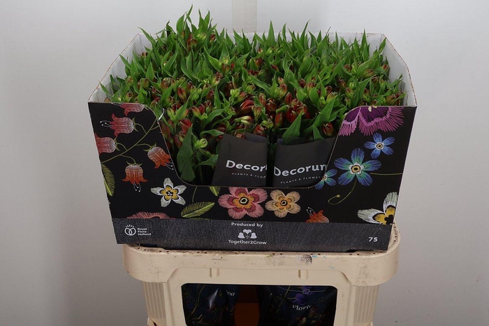 <h4>Alst Fl Tinto</h4>