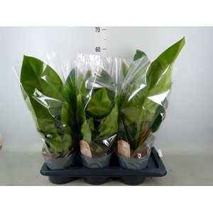 Philodendron  'Imperial Green'