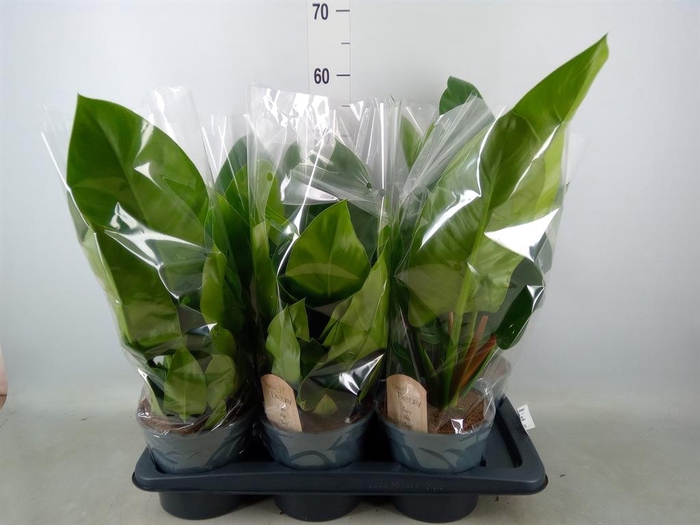 <h4>Philodendron  'Imperial Green'</h4>