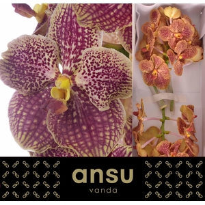 Vanda Sunanda Retro red