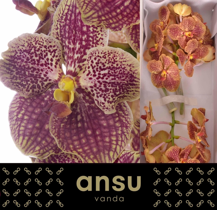 <h4>Vanda Sunanda Retro red</h4>