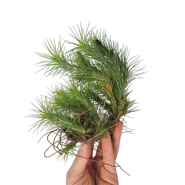 <h4>Tillandsia funckiana clumb XXL</h4>