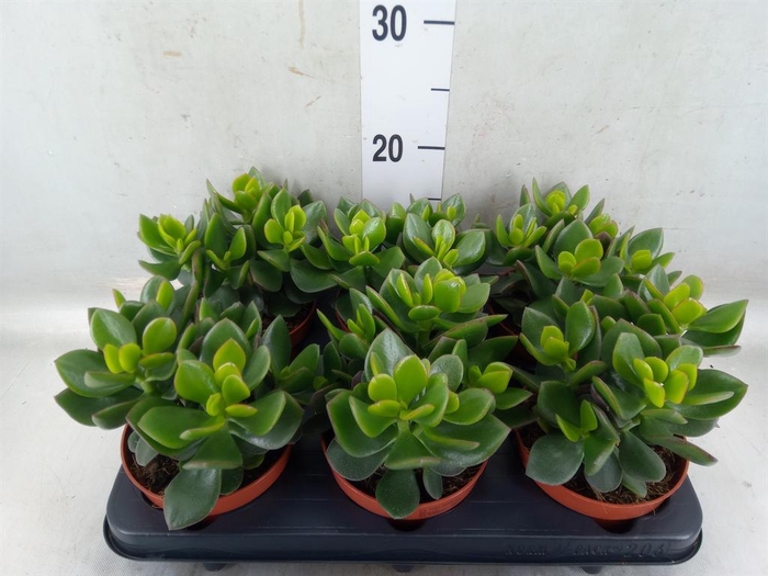 <h4>Crassula  'Hulk'</h4>