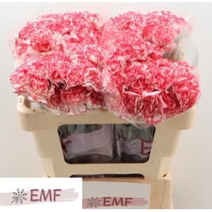 Di St Coralie EMF