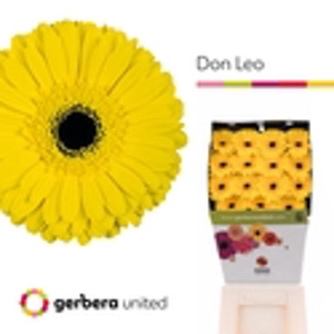 Ge Gr Don Leo Diamond United