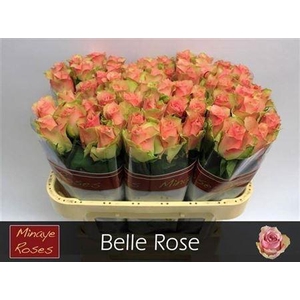 R Gr Belle Rose