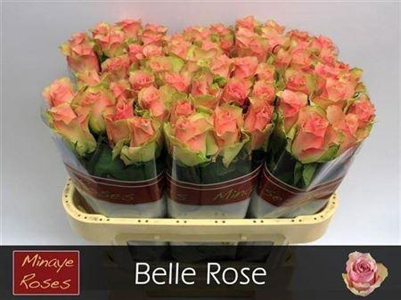<h4>R Gr Belle Rose</h4>