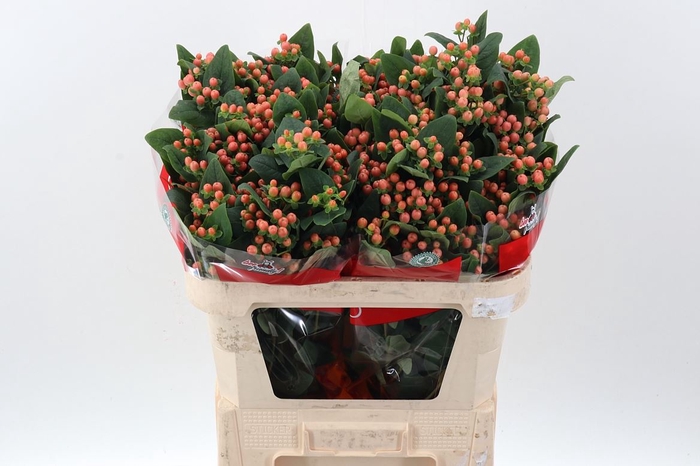 <h4>Hypericum andr. 'Mellow Romance'</h4>