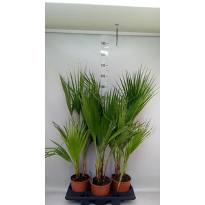 Washingtonia filifera