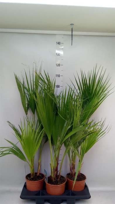 <h4>Washingtonia filifera</h4>