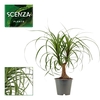 Beaucarnea recht 12 cm