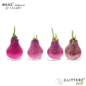 arr4 Amaryllis VH - Waxz Create Pink
