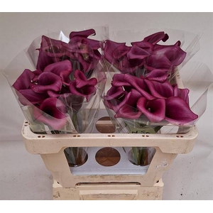 Zantedeschia durban