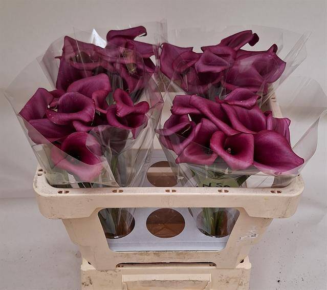 <h4>Zantedeschia durban</h4>