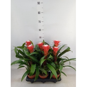Guzmania  'Hope'