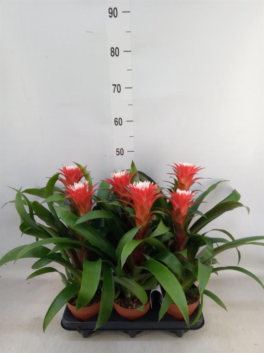 <h4>Guzmania  'Hope'</h4>