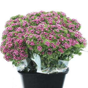 Di Barb Kiwi Polka Splash