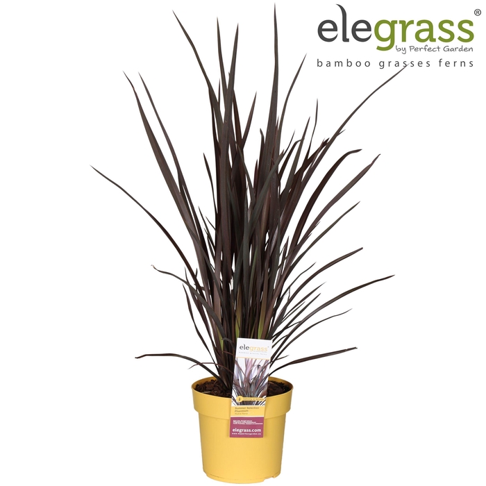 <h4>Phormium 'Rubra Nana' P19</h4>